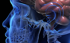 human-brain-296×180